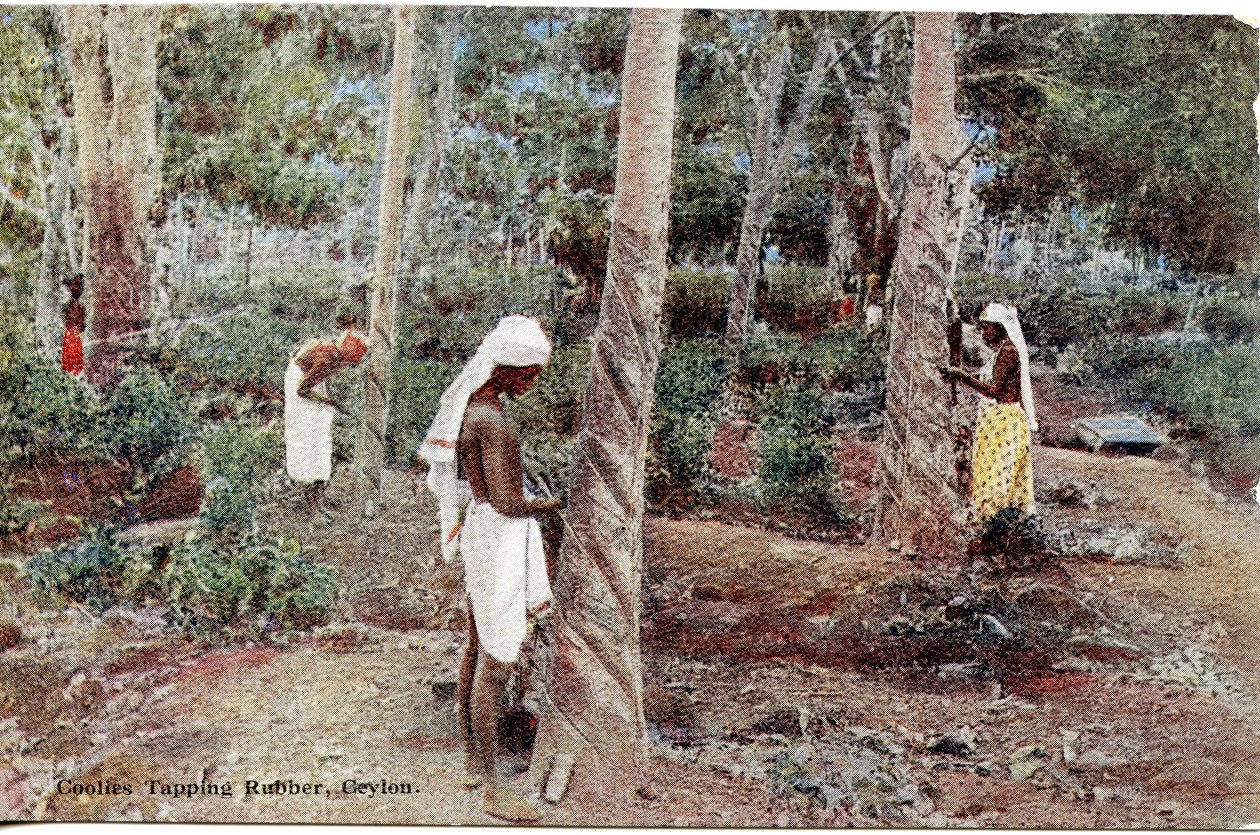 शीतलन दोहन रबर, सीलोन, c.1900-20 (हाथ से रंगीन तस्वीर) द्वारा लिमिटेड सीलोन प्लाटे