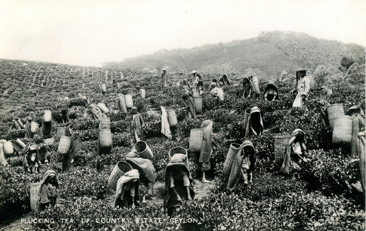प्लकिंग टी, अप-कंट्री एस्टेट, सीलोन, c.1900-1930 (b/w फोटो) द्वारा लिमिटेड सीलोन प्लाटे