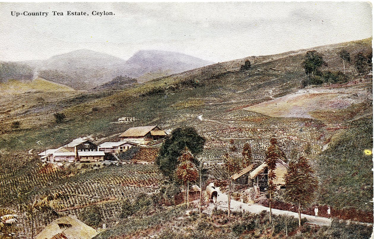 अप-कंट्री टी एस्टेट, सीलोन, c.1900-20 (हाथ से बनाई गई तस्वीर) द्वारा लिमिटेड सीलोन प्लाटे