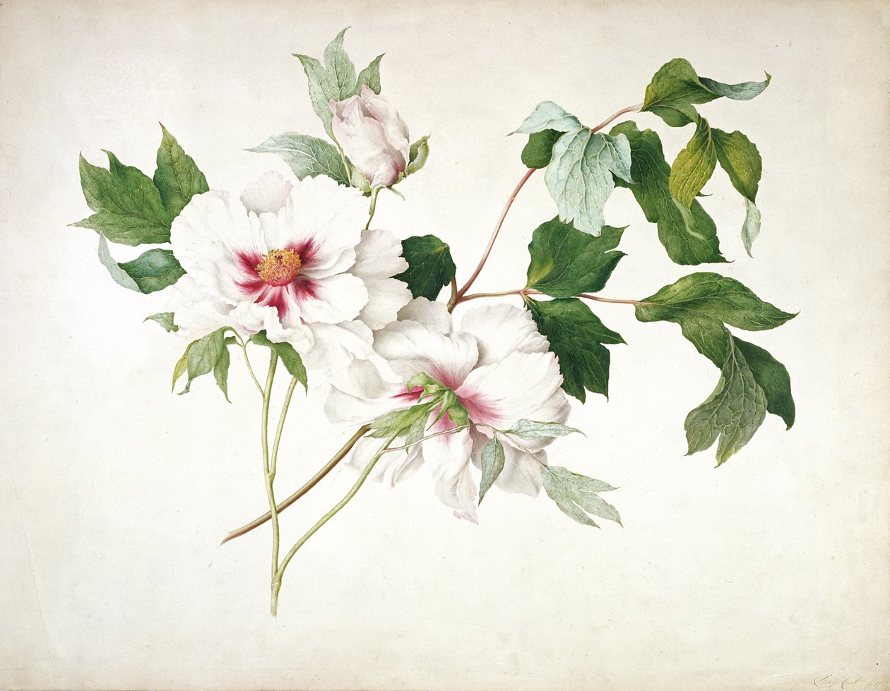 जापानी ट्री Peony (Paeonia suffructicosa), 1815 (wc, gouache, कागज पर पेंसिल से गोंद अरबी) द्वारा 