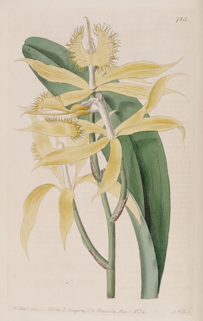 एपिडेंड्रम सिलियरे का चित्रण (syn के रूप में। एपिडेंड्रम cuspidatum) द्वारा एम। हार्ट