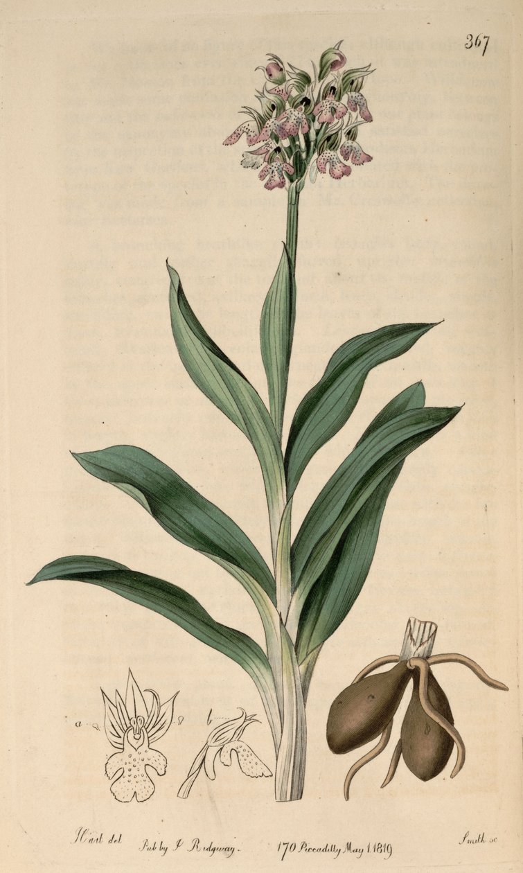 नियोतिना ट्राइडेंटा उप-प्रजाति का चित्रण। ट्राइडेंटा (जैसा कि syn.Orchis variegataAll।) द्वारा एम। हार्ट