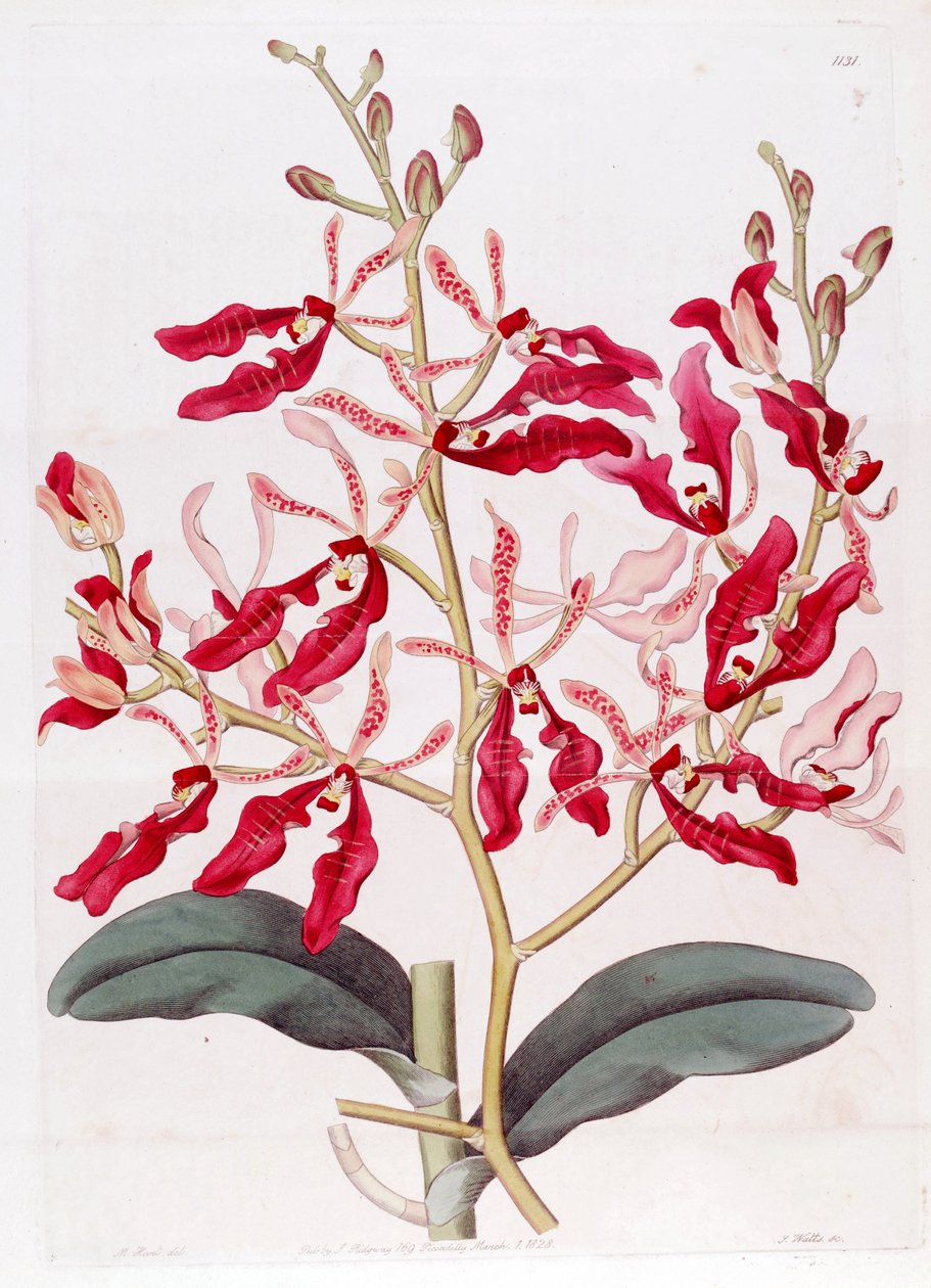 Renanthera coccinea का चित्रण द्वारा एम। हार्ट