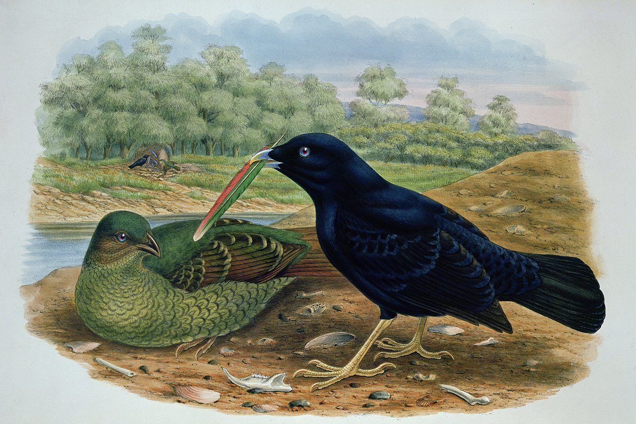 Ptilonorhyncus Violaceus, Satin Bowerbird द्वारा एम। हार्ट