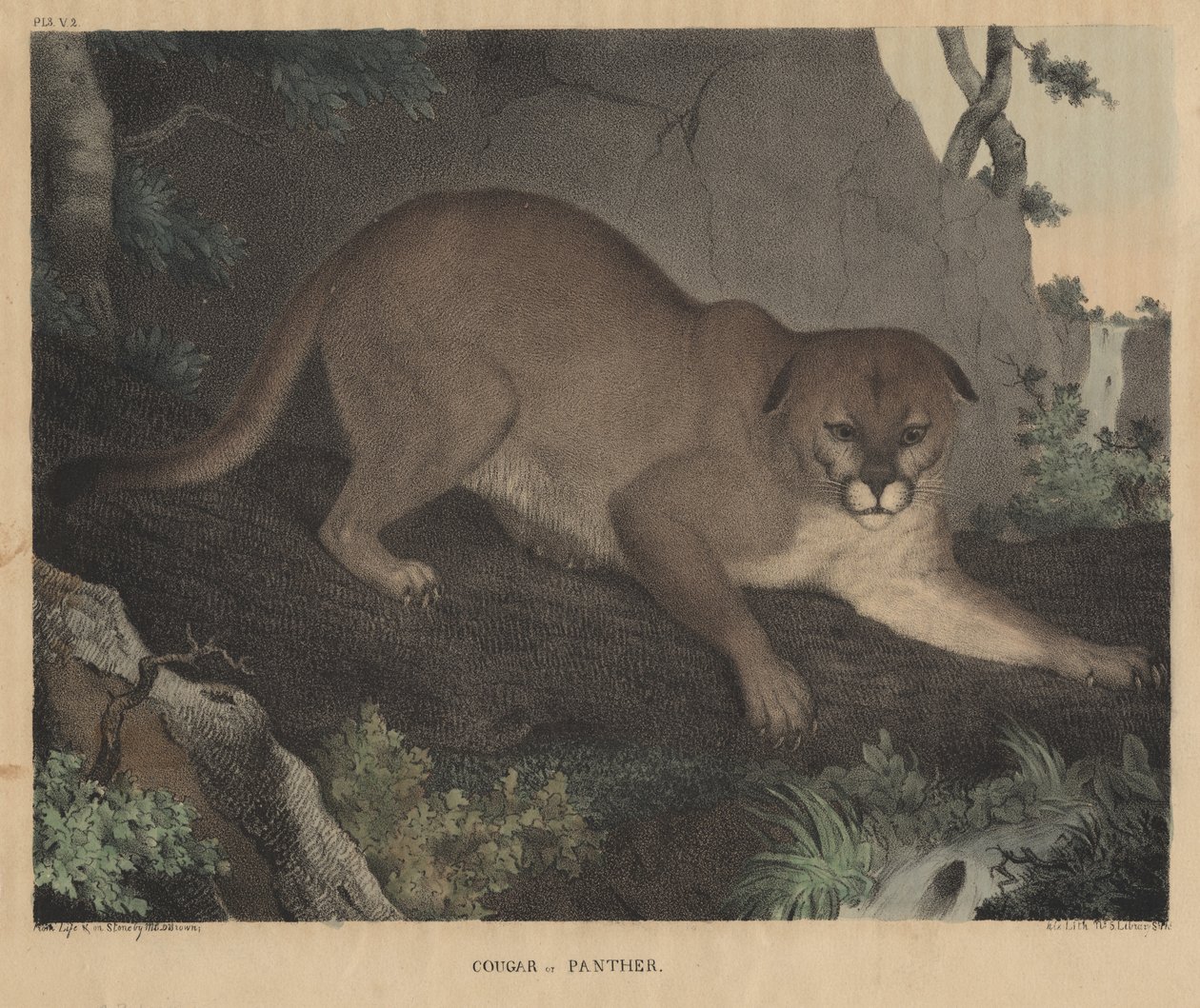 JT Doughty, 1832 द्वारा &39;प्राकृतिक इतिहास और अमेरिकी ग्रामीण खेलों के मंत्रिमंडल&39; से कौगर या पैंथर द्वारा मन्नेविल्ले एलिहु डियरिंग ब्राउन