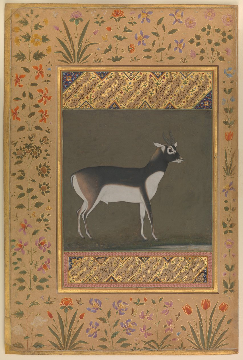 ब्लैक बक, शाहजहाँ एल्बम से फोलियो, c.1615-20 द्वारा मनोहर