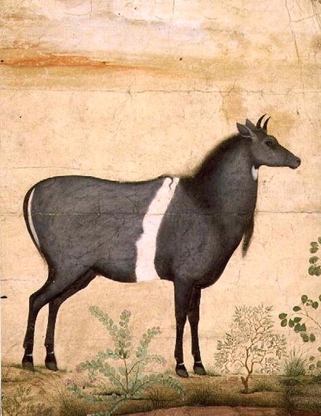 पीडी.78-1948 नीलगाय (नीली गाय) मुगल स्कूल, 17वीं शताब्दी की शुरुआत (गौचे) द्वारा मंसूर