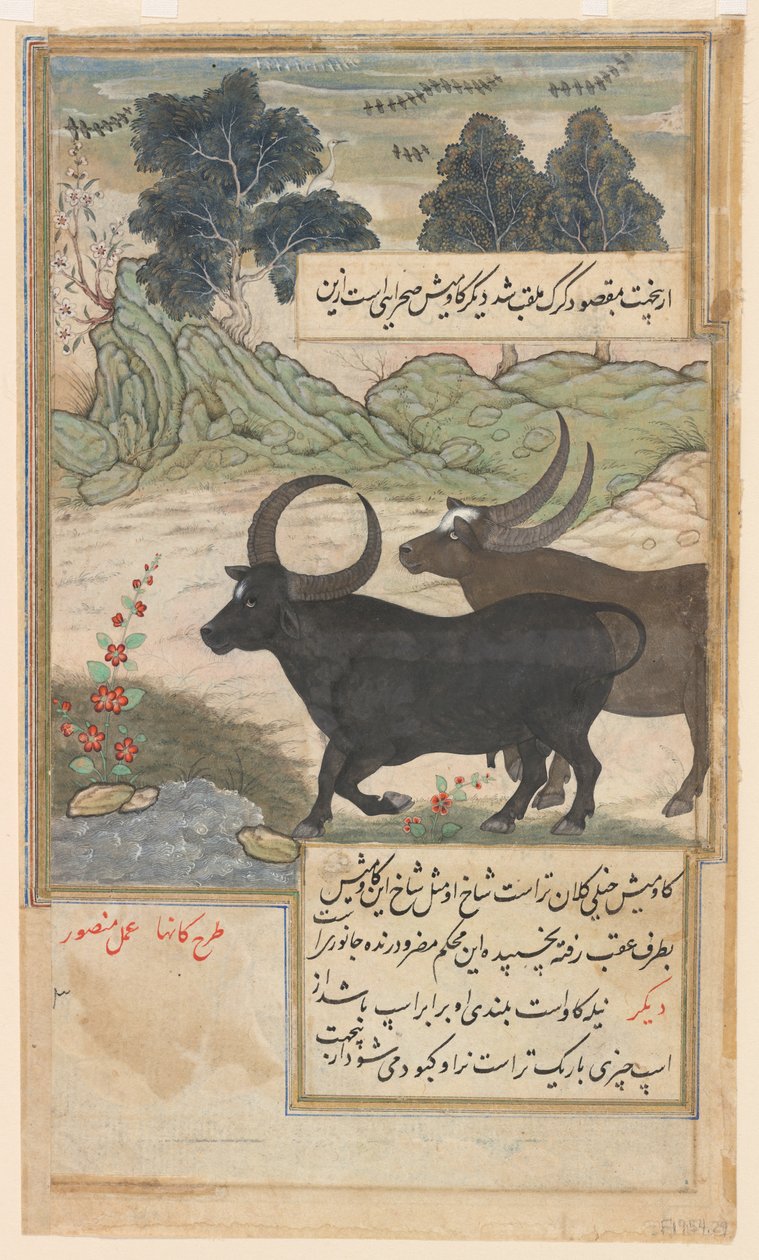  द्वारा मंसूर (fl.c.1590 1630)