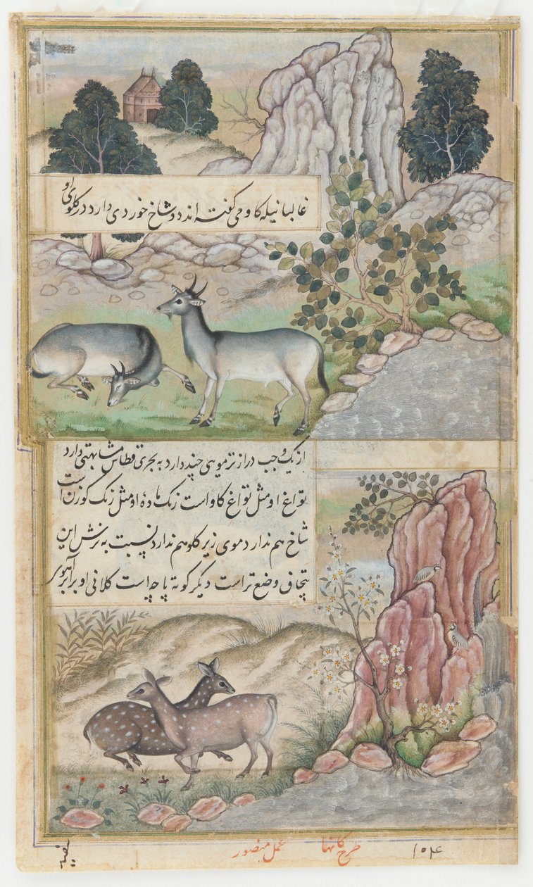  द्वारा मंसूर (fl.c.1590 1630)