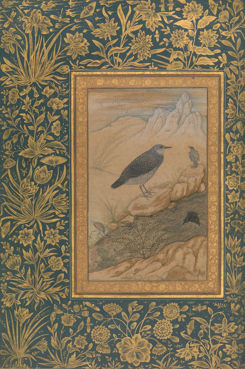 डाइविंग डिपर एंड अदर बर्ड्स, शाहजहाँ एल्बम से फोलियो, रेक्टो: सीए। 1610-15. द्वारा मंसूर