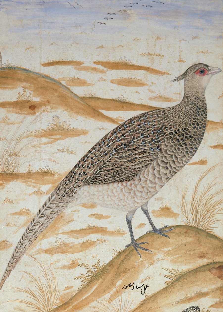 हिमालयन चीयर तीतर, जहाँगीर काल, मुगल, c.1620 (जल रंग) द्वारा मंसूर
