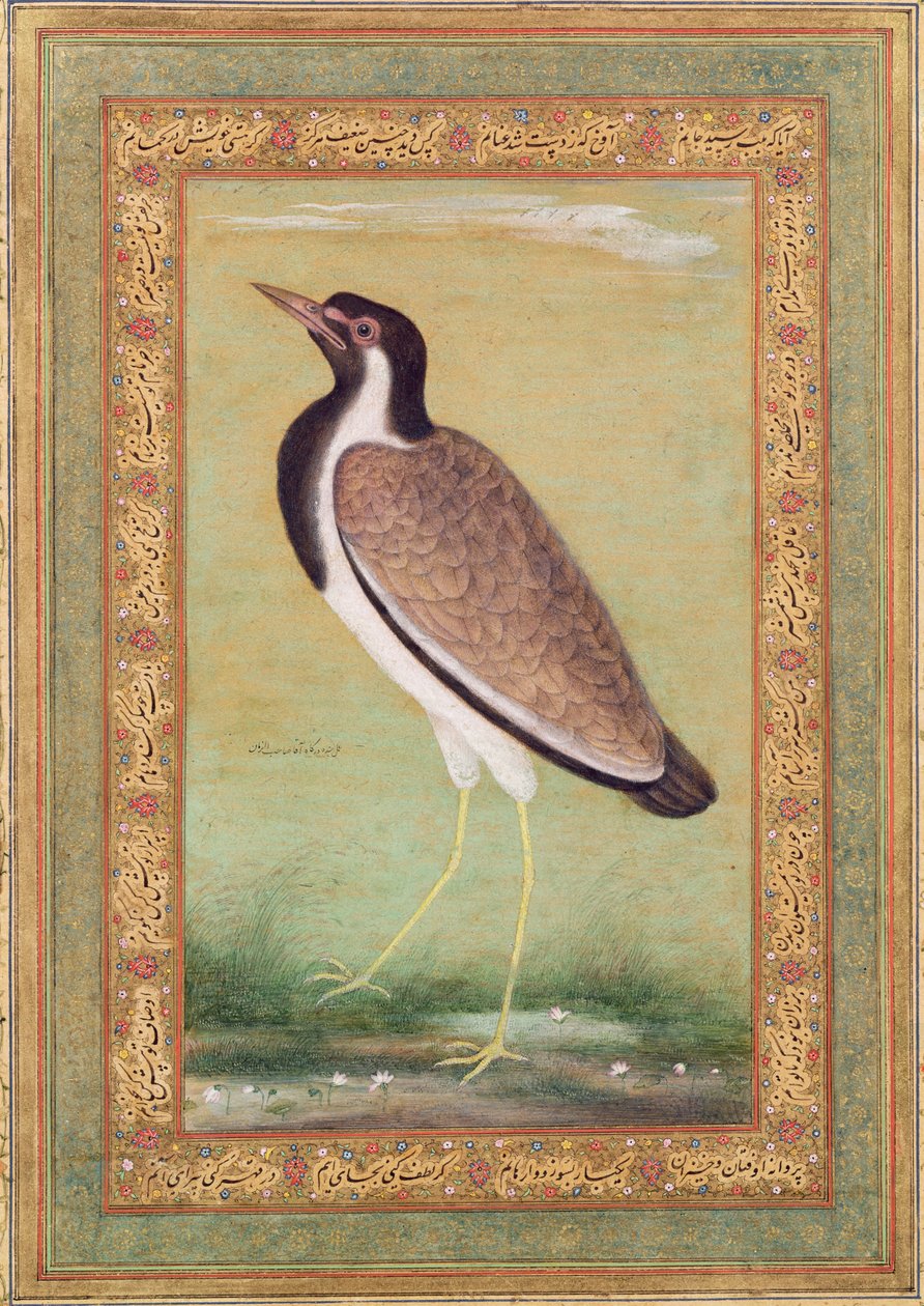 भारतीय लैपविंग, c.1800 द्वारा मंसूर