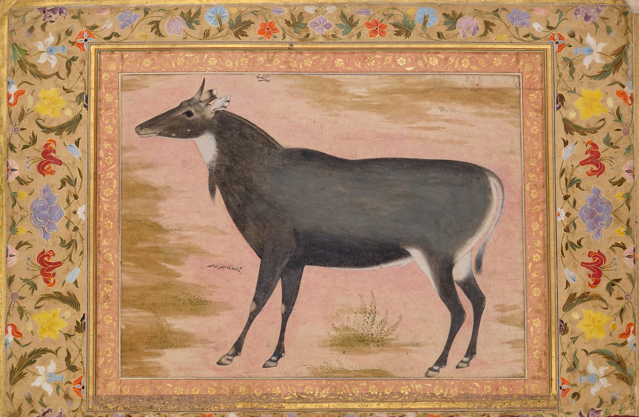 एक नीलगाय ब्लू बुल का अध्ययन, शाहजहाँ एल्बम से फोलियो, वर्सो: सीए। 1620, रेक्टो सीए। 1540. द्वारा मंसूर