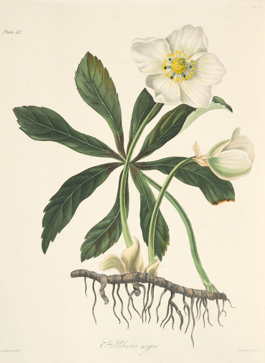 ब्लैक हेलेबोर या क्रिसमस रोज़, सीज़न्स के फ्लोरल इलस्ट्रेशन से, पब से। 1829 (हाथ के रंग का उत्कीर्णन) द्वारा मार्गरेट रोसको