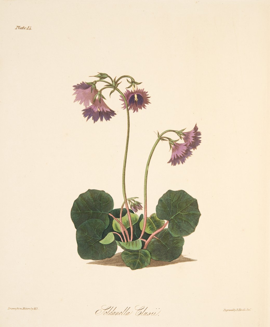 Clusiuss Soldanella, पुष्प चित्रण से सीज़न्स, पब। 1829 (हाथ के रंग का उत्कीर्णन) द्वारा मार्गरेट रोसको