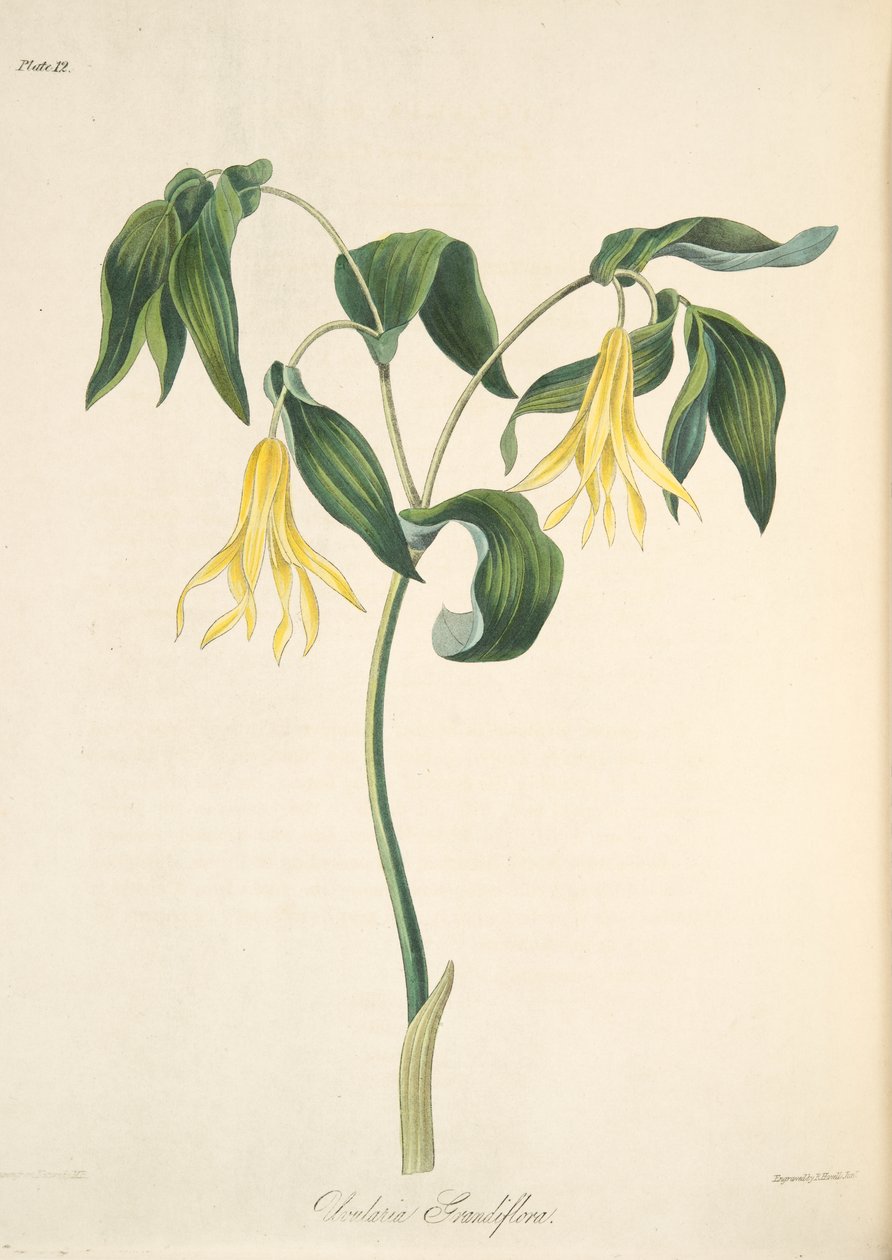 बड़े फूल वाले बेल्वॉर्ट, सीज़न्स के फ्लोरल इलस्ट्रेशंस से 1829 (हाथ के रंग का उत्कीर्णन) द्वारा मार्गरेट रोसको