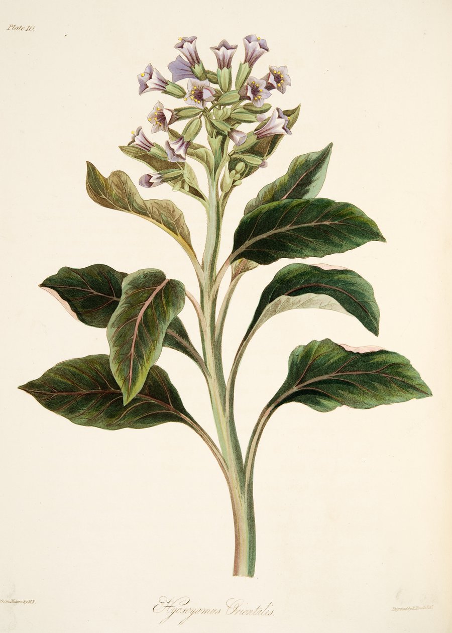 ओरिएंटल Hyoscyamus, पुष्प चित्रण से मौसम, पब की। 1829 (हाथ के रंग का उत्कीर्णन) द्वारा मार्गरेट रोसको