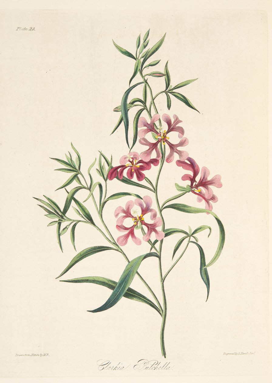 सुंदर क्लार्किया, पुष्प चित्रण से सीज़न्स, पब। 1829 (हाथ के रंग का उत्कीर्णन) द्वारा मार्गरेट रोसको