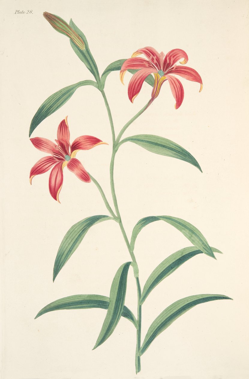 सेल्फ-कलर्ड चाइनीज लिली, सीजन्स के फ्लोरल इलस्ट्रेशन से, पब से। 1829 (हाथ के रंग का उत्कीर्णन) द्वारा मार्गरेट रोसको