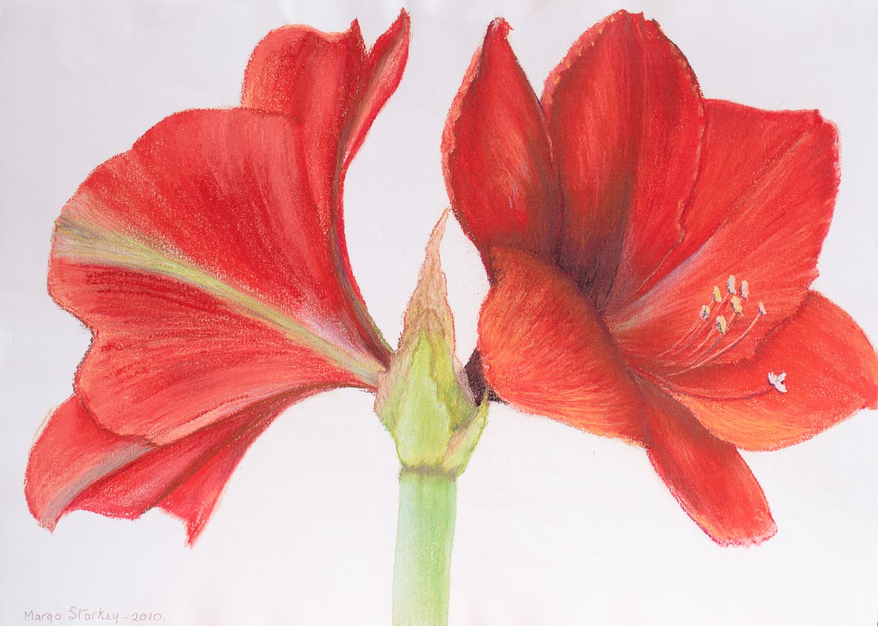 Amaryllis, 2015 (पेस्टल) द्वारा मार्गो स्टार्की