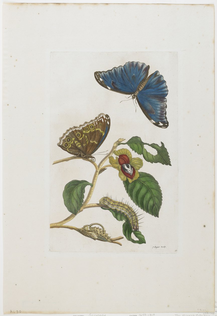 ब्लू तितलियों और पत्ते, 1705-71 (हाथ से नक्काशी वाली नक्काशी) द्वारा मारिया सिबला मेरियन