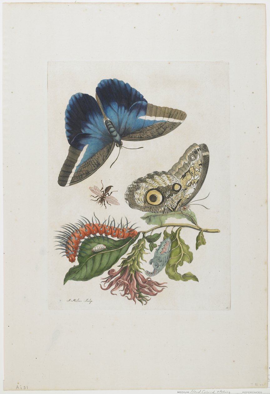 ब्लू बटरफ्लाइज़ और रेड लार्वा, ब्लू स्पाइन, c.1705-17 (हाथ से रंग की नक़ल उतारना द्वारा मारिया सिबला मेरियन
