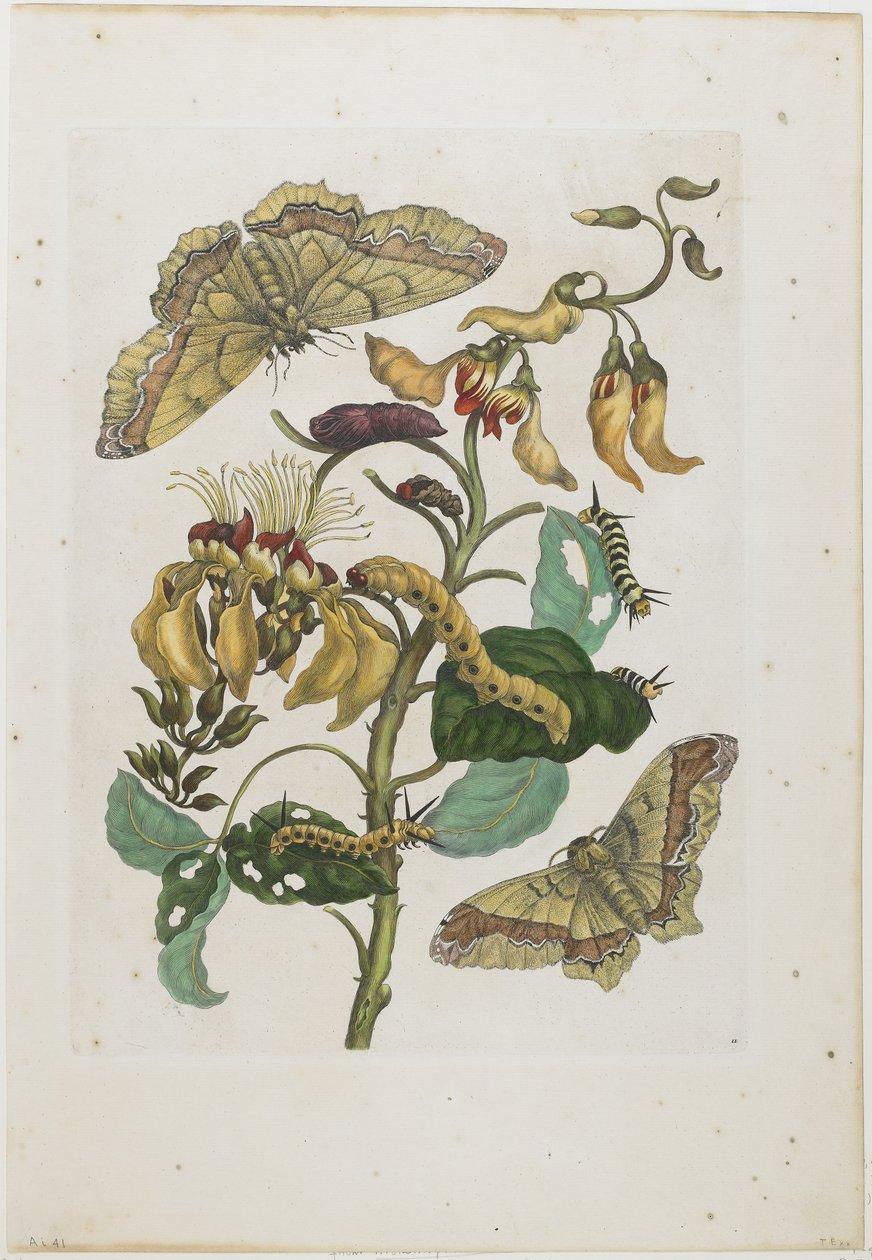 कैटरपिलर, तितलियों और फूल, 1705-71 (हाथ से नक्काशी वाली नक्काशी) द्वारा मारिया सिबला मेरियन