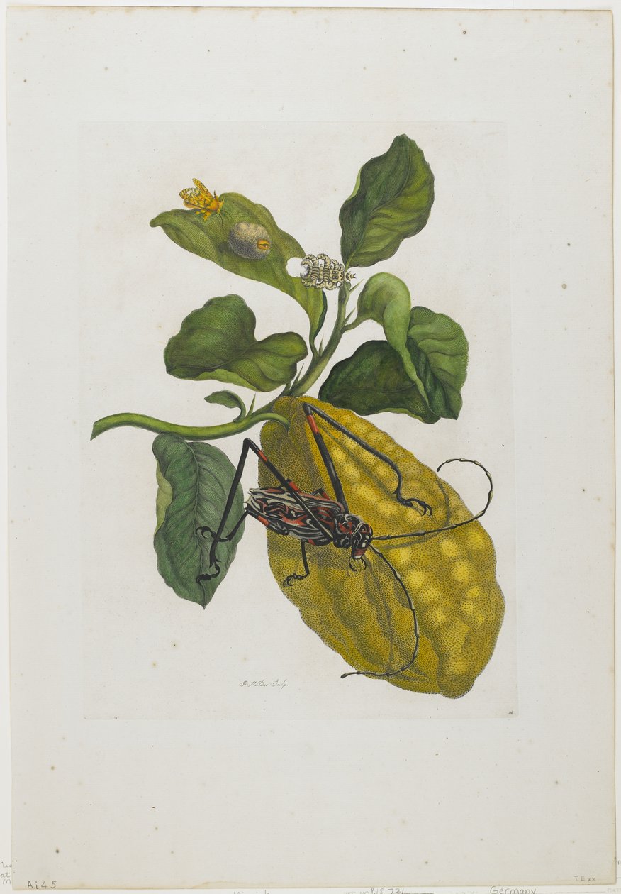खट्टे फल और बीटल, 1705-71 (हाथ से रंग की नक़्क़ाशी वाली नक्काशी) द्वारा मारिया सिबला मेरियन