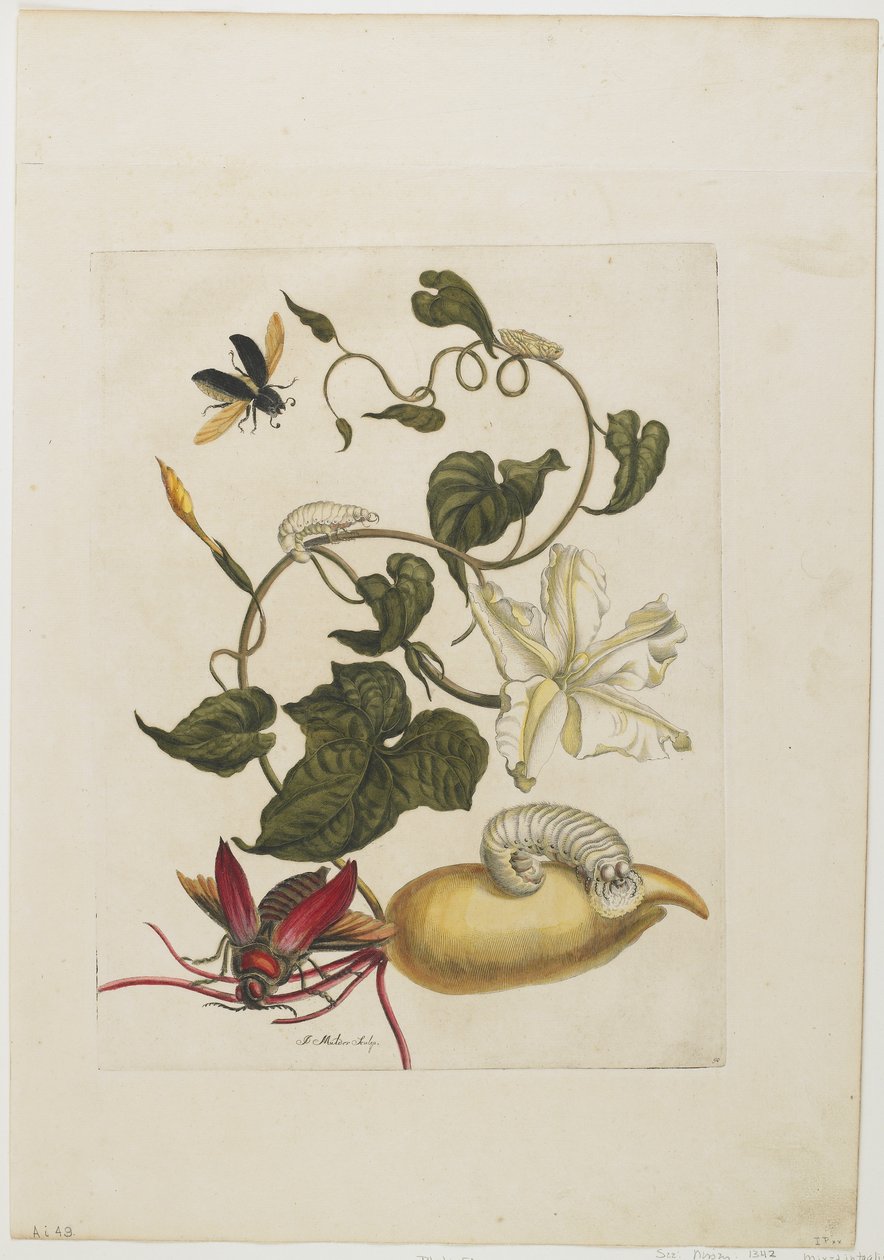 रेड बीटल, व्हाइट मॉर्निंग ग्लोरी, 1705-71 (हाथ से नक्काशी वाली नक्काशी) द्वारा मारिया सिबला मेरियन