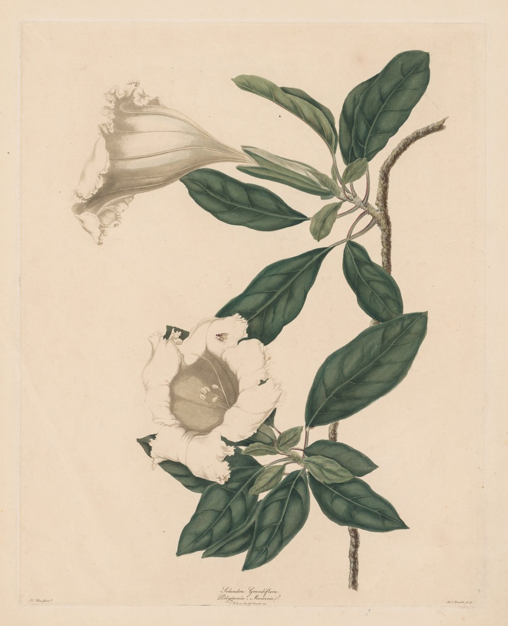 चालिस वाइन, 1790। द्वारा मारिया कैथरीना प्रेस्टेल