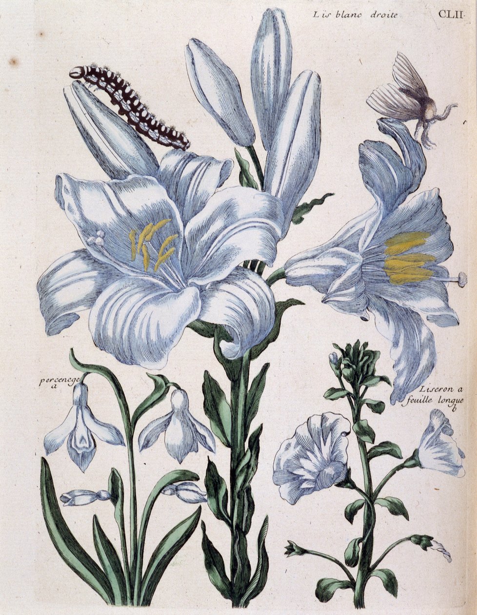 Lys (lis) सफेद दाहिनी और लंबी पत्ती वाली धार - मारिया सिबला डे मेरियन द्वारा "" सूरीनाम और पूरे यूरोप से कीड़ों का सामान्य इतिहास "" में। डेसनोस, पेरिस द्वारा मारिया सिबला मेरियन