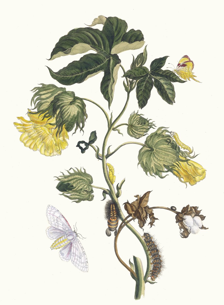 Cotonier। मेटामोर्फोसिस इन्सेक्टोरम सूरीनामेंसियम पुस्तक से, 1705। द्वारा मारिया सिबला मेरियन