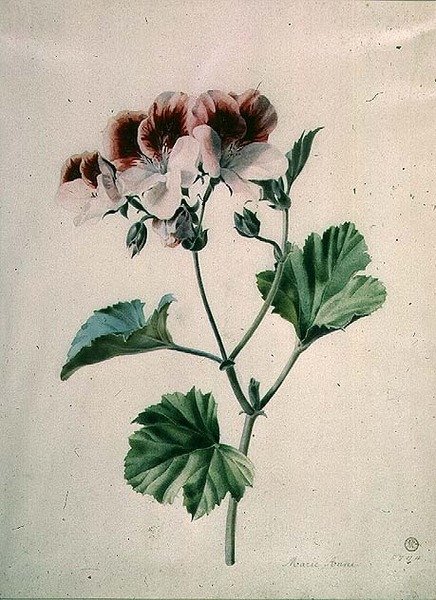 geranium द्वारा मेरी ऐनी