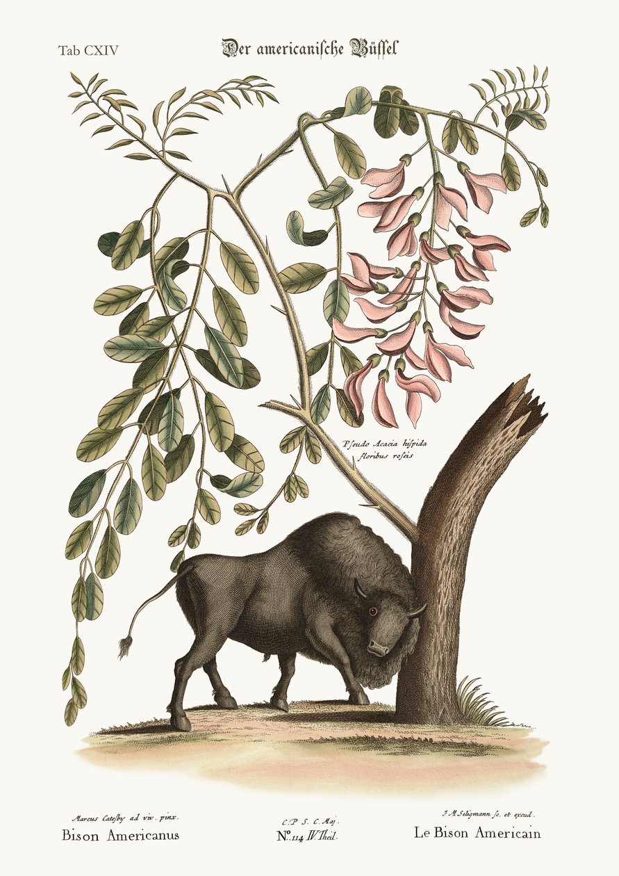 द अमेरिकन बाइसन, 1749-73 द्वारा मार्क केट्सबी