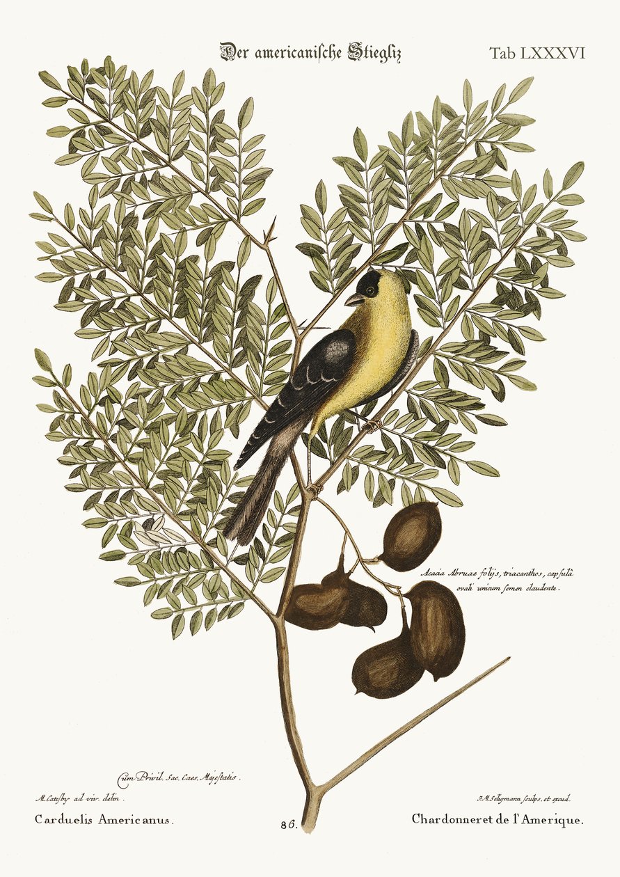 द अमेरिकन गोल्डफिंच, 1749-73 द्वारा मार्क केट्सबी