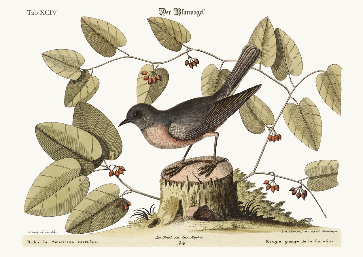 द ब्लू बर्ड, 1749-73 द्वारा मार्क केट्सबी