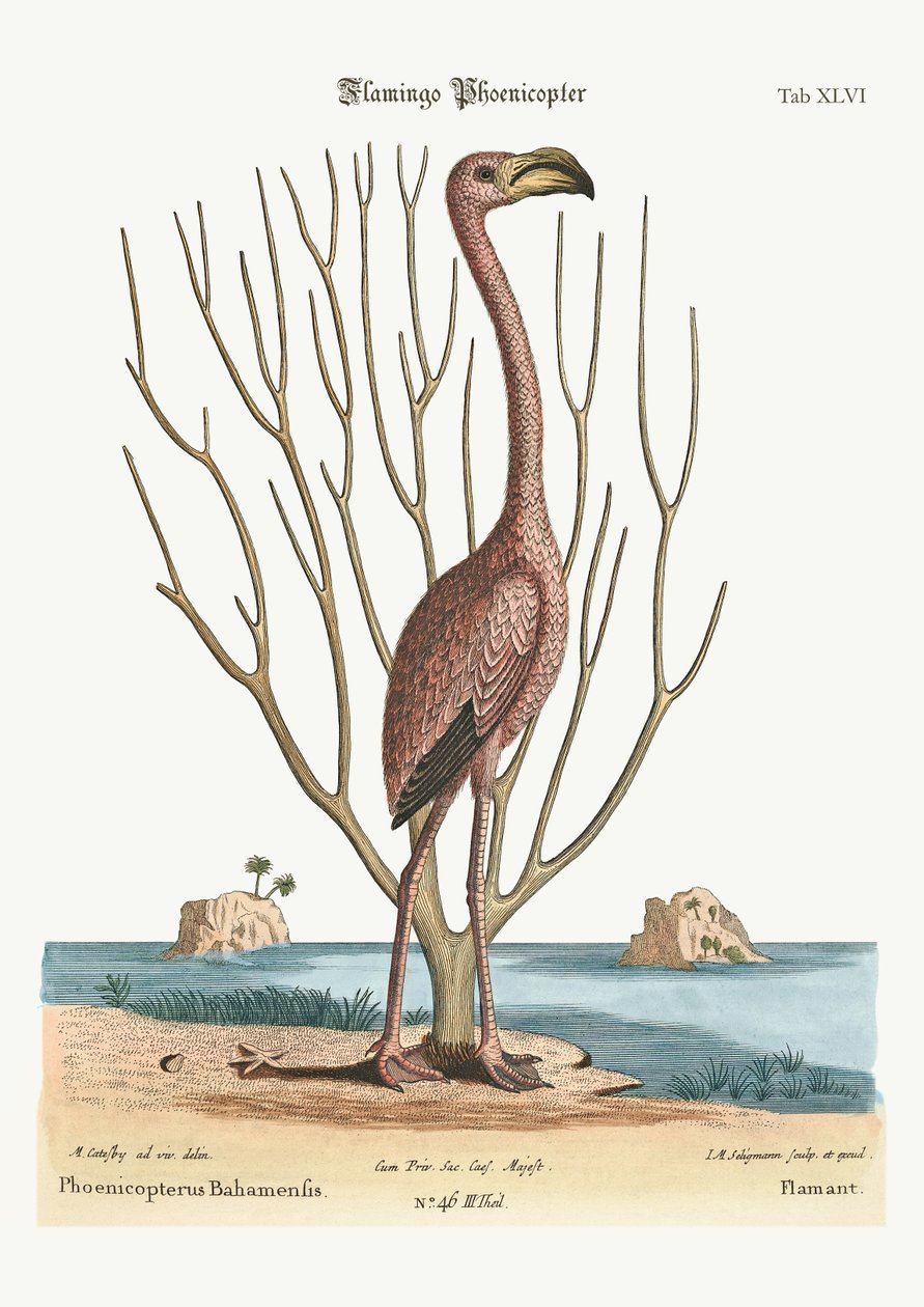 द फ्लेमिंगो, 1749-73 द्वारा मार्क केट्सबी
