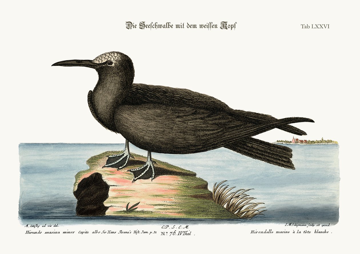 द नॉड्डी, 1749-73 द्वारा मार्क केट्सबी