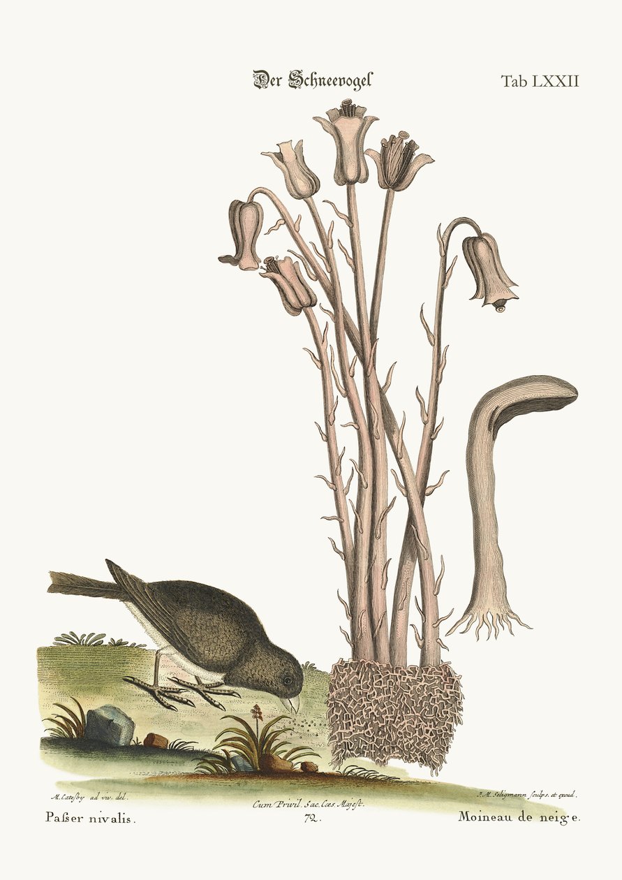 द स्नो बर्ड, 1749-73 द्वारा मार्क केट्सबी