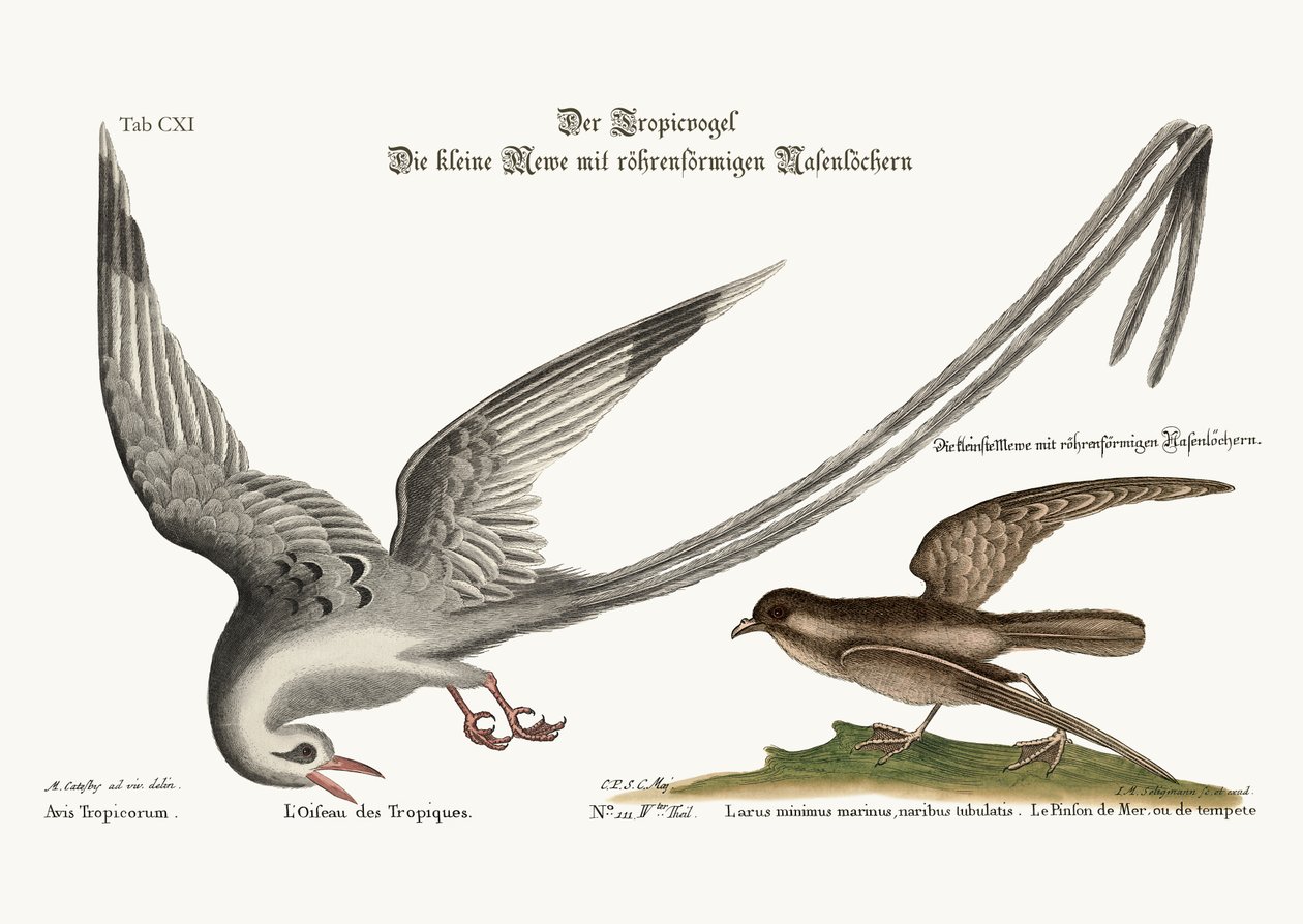 ट्रॉपिक बर्ड। स्टॉर्म-फिनक या पिट्रेल, 1749-73 द्वारा मार्क केट्सबी