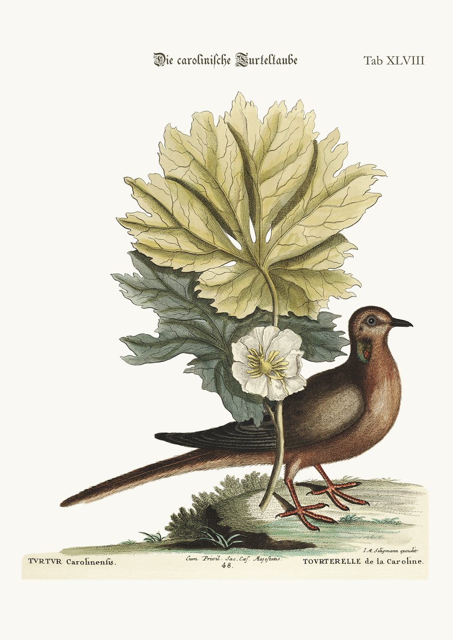 कैरोलिना का कछुआ, 1749-73 द्वारा मार्क केट्सबी