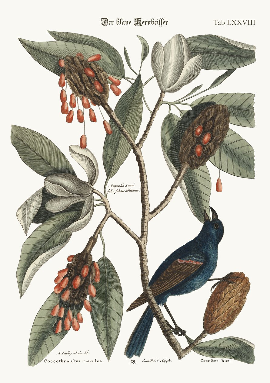 नीला सकल-चोंच, 1749-73 द्वारा मार्क केट्सबी