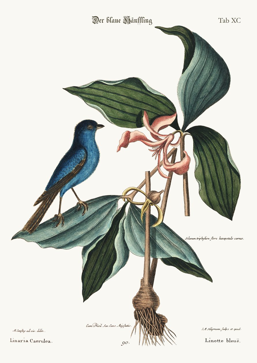 द ब्लू लाइननेट, 1749-73 द्वारा मार्क केट्सबी
