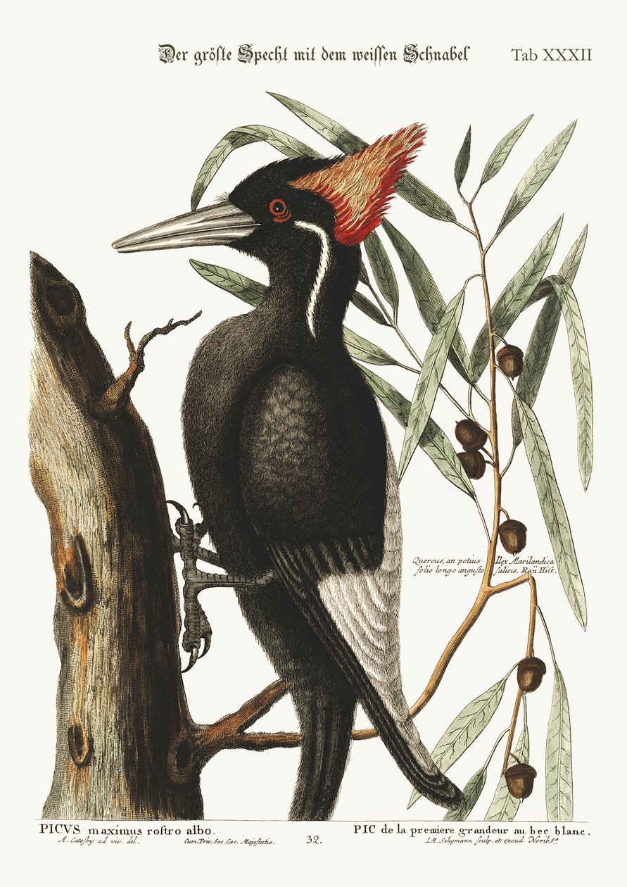 सबसे बड़ा सफेद बिल वुडपेकर, 1749-73 द्वारा मार्क केट्सबी