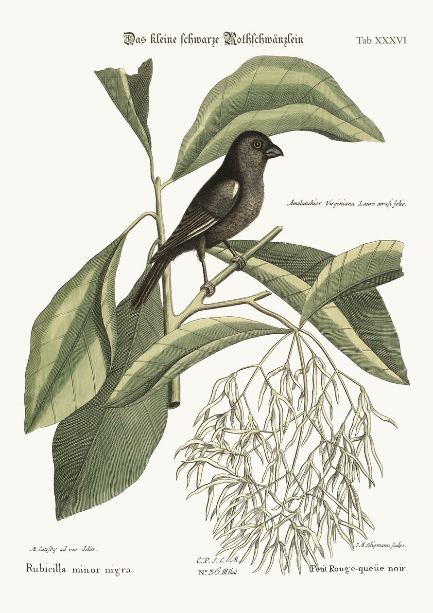 थोड़ा काला बुलफिंच, 1749-73 द्वारा मार्क केट्सबी