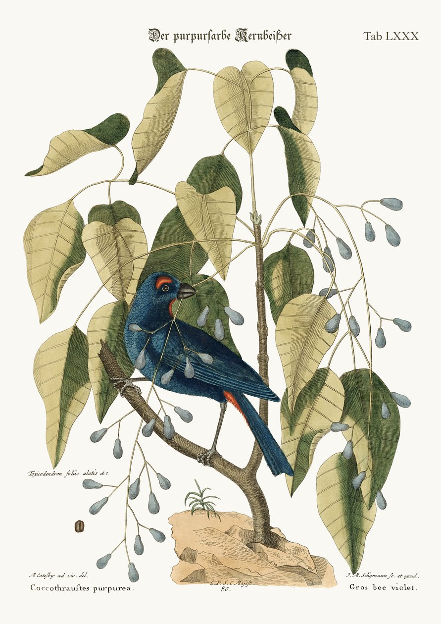 बैंगनी सकल-चोंच, 1749-73 द्वारा मार्क केट्सबी
