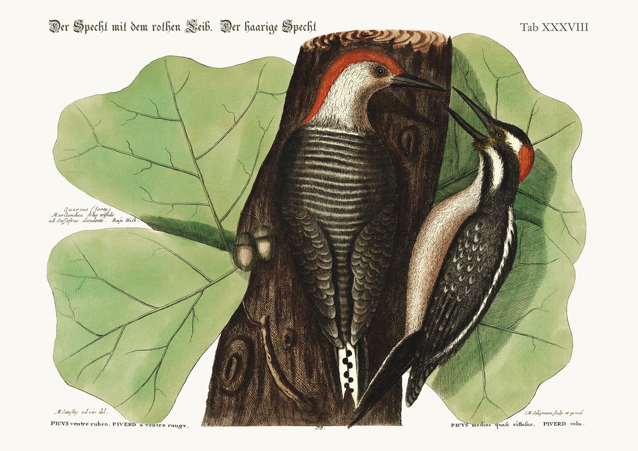 लाल बेल वाला कठफोड़वा। बालों वाली कठफोड़वा।, 1749-73 द्वारा मार्क केट्सबी
