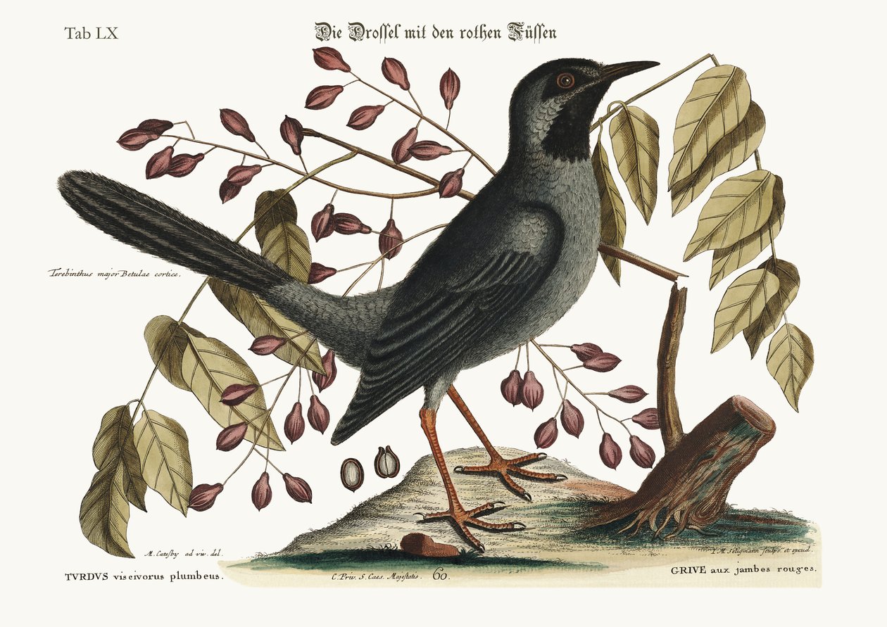 रेड-लेग्ड थ्रश, 1749-73 द्वारा मार्क केट्सबी