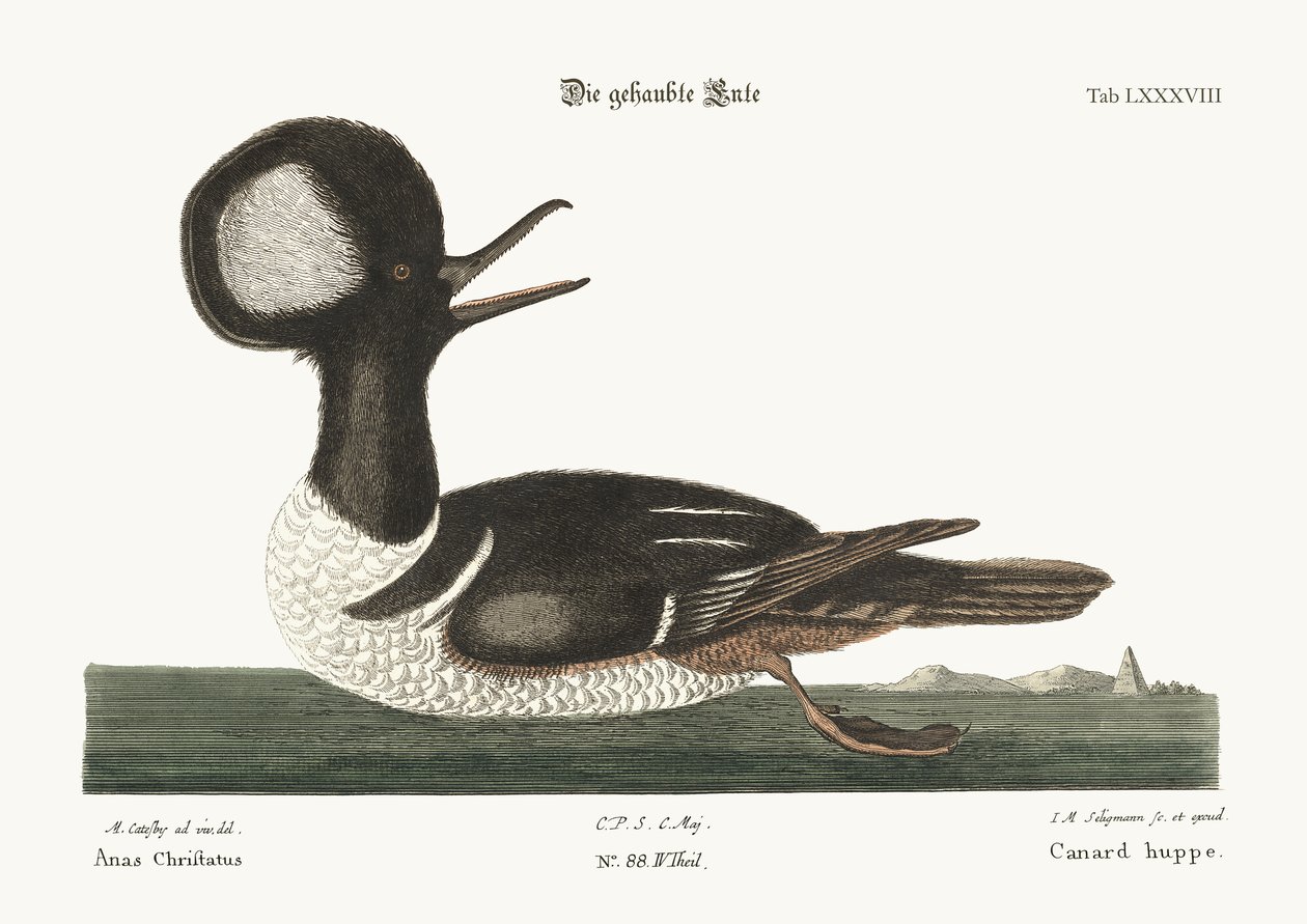 राउंड-क्रेस्टेड डक, 1749-73 द्वारा मार्क केट्सबी