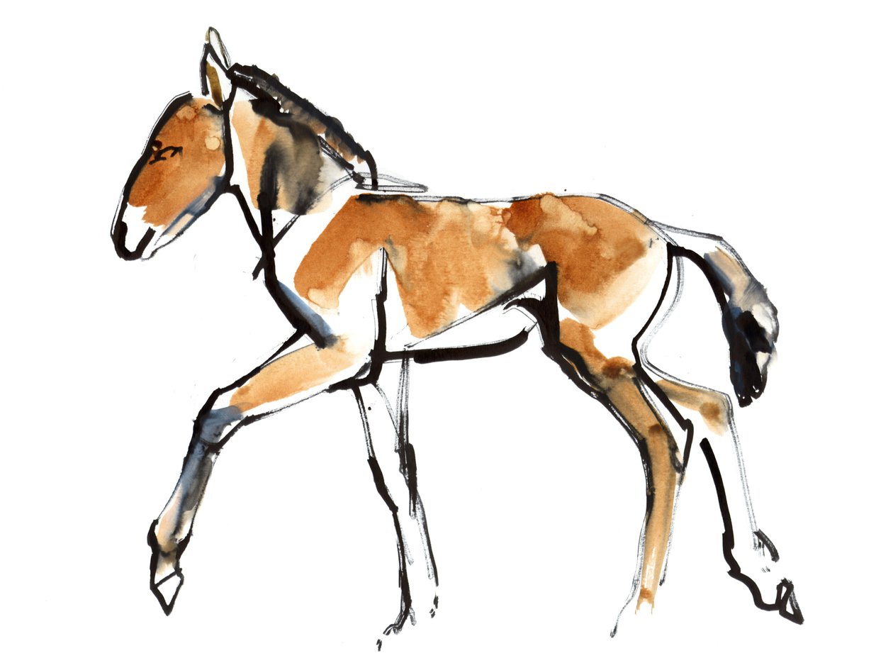 Colt (Przewalski), 2013 (sennelier Ink, वॉटर कलर und gouache) द्वारा मार्क एडलिंगटन